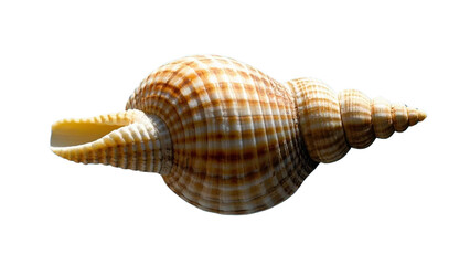 Obraz premium seashell isolated on transparent background....