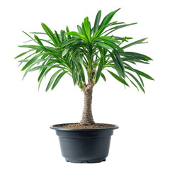 Fototapeta premium Dwarf Date Palm Isolated on White Background for Decorative Use on transparent background.