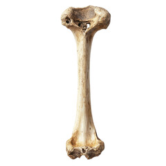 Illustration of a Femur Bone for Educational and Medical Use on transparent background.