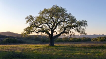 A solitary oak tree stands in a peaceful meadow during sunset, surrounded by rolling hills and a tranquil landscape.