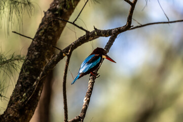 Red-billed Kingfisher in the wild at dawn looking for food in Thailand