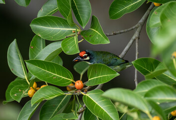 Red-headed Barbet in the wild at dawn looking for food in Thailand