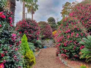 동백나무가 우거진 수목원에서 붉은 동백꽃이 아름답게 피어 있는 풍경 제주 서귀포시 남원읍 위미리 제주동백수목원