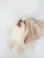 Shih Tzu dog with long fur sitting on white background, looking happy and playful.