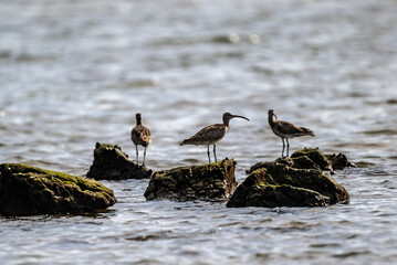 Grey curlew in the wild at dawn looking for food in Thailand
