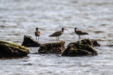 Grey curlew in the wild at dawn looking for food in Thailand