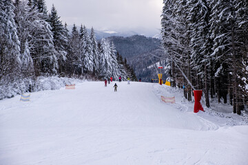 Skiers on a Snowy Slope Surrounded by Pines