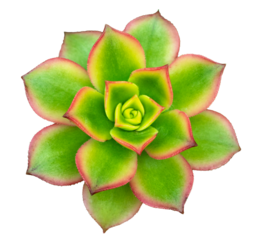A green spiral succulent cactus. Green succulent cactus flower tropical plant top view isolateds