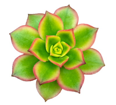 A green spiral succulent cactus. Green succulent cactus flower tropical plant top view isolateds