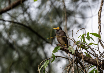 Bald myna in the wild at dawn looking for food in the country of Thailand