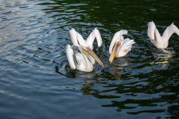 White pelicans (rose pelicans, white pelicans) fishing on Lake in St. James's park while daylight...