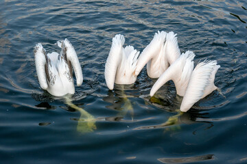White pelicans (rose pelicans, white pelicans) fishing on Lake in St. James's park while daylight fades