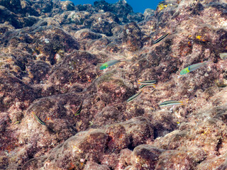 美しいコガシラベラ（ベラ）他の群れ。
英名学名：Bluntheaded wrasse,...