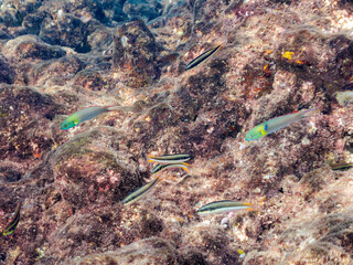 美しいコガシラベラ（ベラ）他の群れ。
英名学名：Bluntheaded wrasse,...