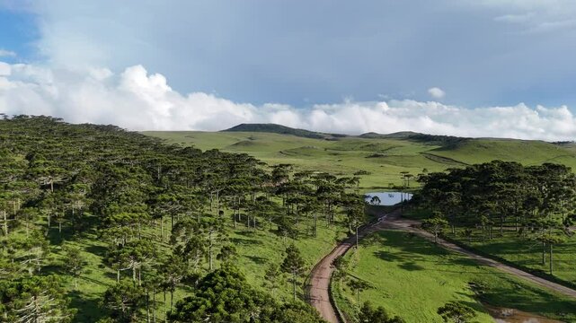 Arauc&aacute;ria Brasil