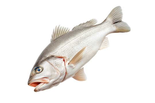 White fish with cod detailed scales, open mouth, and fins isolated on white transparent background, concept of marine wildlife.