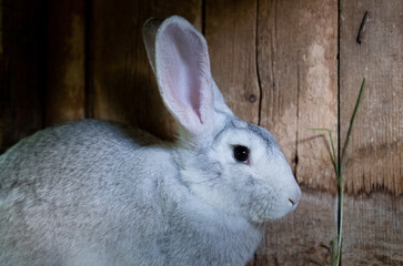 Beautiful fluffy brown rabbit in his cage on a farm.