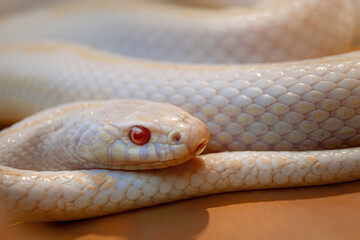 The body of the Snow Corn Snake or Red Rat Snake, Pantherophis guttatus, is shown in front of a...