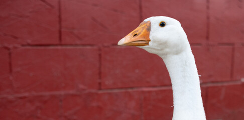 The white Goose head portrait