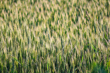 Wheat field with green spikes swaying in the sunlight, showcasing a lush agricultural scene.