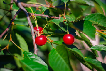 Obraz premium Two mature cherries hanging from a garden tree branch, highlighting their culinary potential.