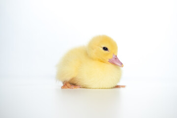 Duckling in front of a white background