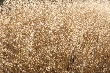 Beautiful horizontal texture of dry yellow and orange oats on the sunset background