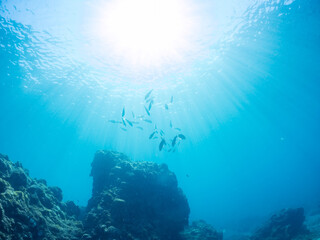 美しいアカヒメジ、ホウライヒメジ（ヒメジ科）他の群れ。
英名学名：Yellowfin goatfish (Mulloidichthys vanicolensis)
Whitesaddle goatfish, Parupeneus ciliatus
静岡県伊豆半島賀茂郡南伊豆町中木ヒリゾ浜2024年
