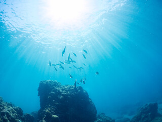 美しいアカヒメジ、ホウライヒメジ（ヒメジ科）他の群れ。
英名学名：Yellowfin goatfish (Mulloidichthys vanicolensis)
Whitesaddle goatfish, Parupeneus ciliatus
静岡県伊豆半島賀茂郡南伊豆町中木ヒリゾ浜2024年
