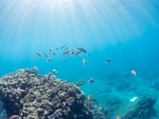 美しいアカヒメジ、ホウライヒメジ（ヒメジ科）他の群れ。
英名学名：Yellowfin goatfish (Mulloidichthys vanicolensis)
Whitesaddle goatfish, Parupeneus ciliatus
静岡県伊豆半島賀茂郡南伊豆町中木ヒリゾ浜2024年
