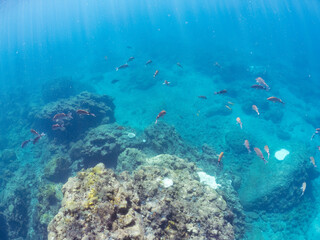 美しいアカヒメジ、ホウライヒメジ（ヒメジ科）他の群れ。
英名学名：Yellowfin goatfish (Mulloidichthys vanicolensis)
Whitesaddle goatfish, Parupeneus ciliatus
静岡県伊豆半島賀茂郡南伊豆町中木ヒリゾ浜2024年

