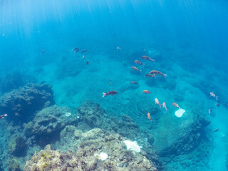 美しいアカヒメジ、ホウライヒメジ（ヒメジ科）他の群れ。
英名学名：Yellowfin goatfish (Mulloidichthys vanicolensis)
Whitesaddle goatfish, Parupeneus ciliatus
静岡県伊豆半島賀茂郡南伊豆町中木ヒリゾ浜2024年
