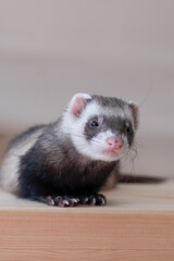 Ferret looking at the camera and sitting, isolated on white