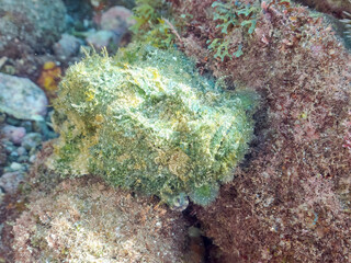 岩の間で完璧な擬態をする、美しいサツマカサゴ（フサカサゴ科）他。
英名学名：Humpbacked scorpionfish, Yellowfin scorpionfish, Scorpaenopsis neglecta 
静岡県伊豆半島賀茂郡南伊豆町中木ヒリゾ浜2024年
