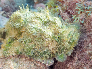 岩の間で完璧な擬態をする、美しいサツマカサゴ（フサカサゴ科）他。
英名学名：Humpbacked scorpionfish, Yellowfin scorpionfish, Scorpaenopsis neglecta 
静岡県伊豆半島賀茂郡南伊豆町中木ヒリゾ浜2024年
