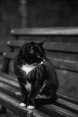 A black-and-white photo of a tuxedo cat sitting on a park bench. The focus on its poised stance adds a sense of calm and simplicity.
