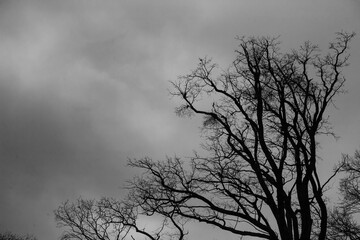 A dramatic black-and-white capture of bare winter tree branches against a cloudy sky. A minimalist and moody depiction of nature.
