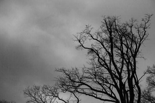 A dramatic black-and-white capture of bare winter tree branches against a cloudy sky. A minimalist and moody depiction of nature.
