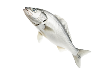 Haddock fish isolated on white transparent background, concept of marine life.