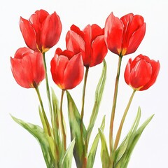 Obraz premium Vibrant Red Tulips Watercolor Painting