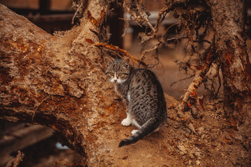 A curious gray kitten sitting on a tree trunk, surrounded by a rustic, natural environment. Warm tones highlight the texture of the bark and fur.