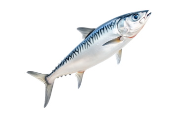 Fresh mackerel fish with detailed scales and fins isolated on white transparent background. Concept of seafood and marine life