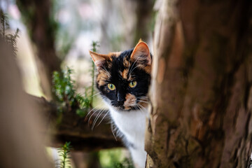 A tricolor cat peeks curiously from behind a tree. Its vibrant fur and piercing gaze make this a striking portrait of feline beauty.