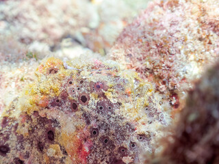 エスカ（触手）を振って魚を呼び寄せて狩る、巨大なオオモンカエルアンコウ（カエルアンコウ科）。
英名学名：Giant Frogfish, Antennarius commersoni
自分よりも大きな獲物でも、１０倍に広がる大きな口で丸呑みにする。
その速度は0.0001秒。生物界最速のハンターである。

静岡県伊豆半島賀茂郡南伊豆町中木ヒリゾ浜2024年
