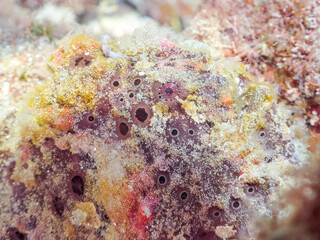 エスカ（触手）を振って魚を呼び寄せて狩る、巨大なオオモンカエルアンコウ（カエルアンコウ科）。
英名学名：Giant Frogfish, Antennarius commersoni
自分よりも大きな獲物でも、１０倍に広がる大きな口で丸呑みにする。
その速度は0.0001秒。生物界最速のハンターである。

静岡県伊豆半島賀茂郡南伊豆町中木ヒリゾ浜2024年
