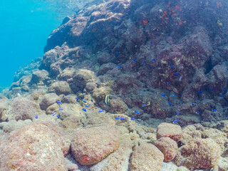 美しいツノダシ、ソラスズメダイ他の群れとウミトサカ、イボヤギ他のソフトコーラルが群生する美しい岩礁。
英名学名：Moorish Idol, Zanclus cornutus
Heavenly Damselfish (Pomacentrus coelestis) 
Alcyonacea
Orange Cup Coral (Tubastraea foulkneri) 
伊豆賀茂郡南伊豆町中木ヒリゾ浜
