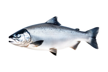 Naklejka premium Silver salmon fish with fine details, textured scales and fins isolated on white transparent background. Concept of aquatic life