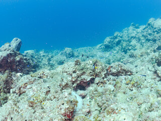高海水温が続いているのでサンゴの白化現象が起きている。
美しいイソギンチャク畑の可愛いクマノミ（クマノミ亜科）ペア、ミツボシクロスズメダイ（スズメダイ科）他の群れ。
英名学名：
Yellowtail clownfish (Amphiprion clarkii)
Threespot dascyllus (Dascyllus trimaculatus) 
静岡県伊豆半島賀茂郡南伊豆町中木ヒリゾ浜
