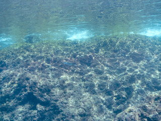 浅瀬を泳ぐ、美しいアオリイカ（ヤリイカ科）の幼魚の群れの半水面撮影。
英名学名：Bigfin Reef Squid (Sepioteuthis lessoniana)
静岡県伊豆半島賀茂郡南伊豆町中木ヒリゾ浜2024年
