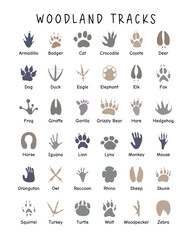 Woodland Animals Tracks Field Guide Poster, Soft Color Educational Poster, Preschool Classroom Decor, Montessori Poster, Kids Playroom Decor